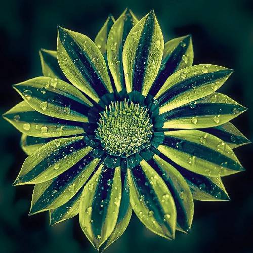  ناله زمه تسه صبح تا دل شب آروم نیمه درمه سوزمه من از تب